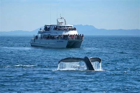 whale watching santa barbara channel